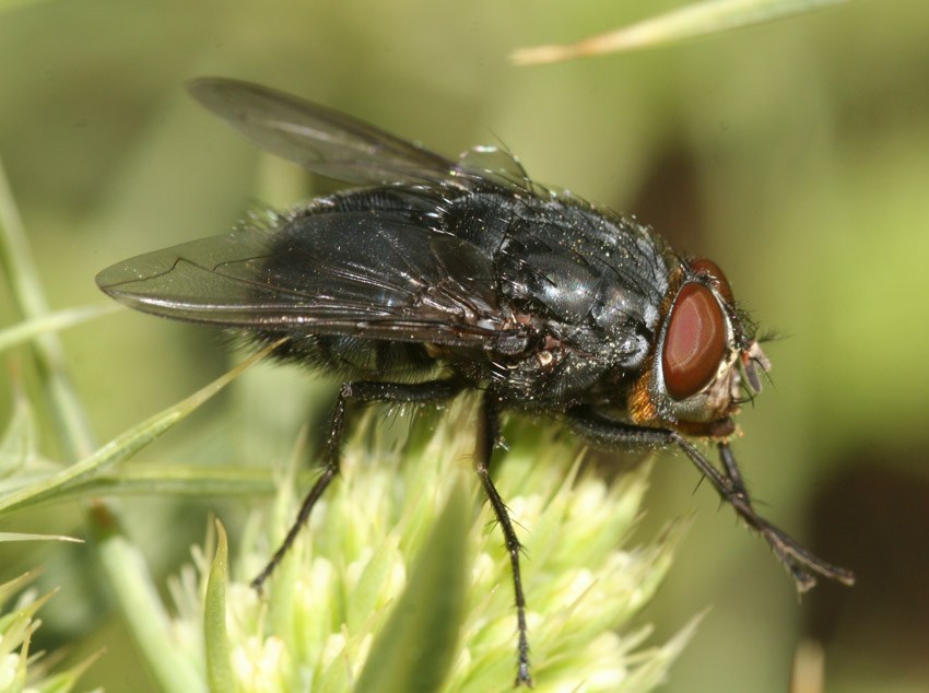 Calliphora vomitoria M (Calliphoridae)